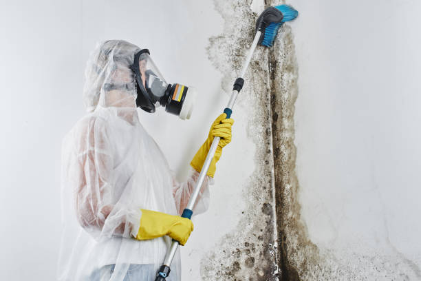 Best Certified Mold Removal  in Spencerville, MD