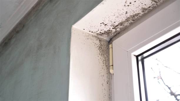 Best Mold Testing and Removal  in Spencerville, MD