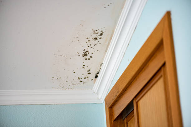 Best Residential Mold Removal  in Spencerville, MD