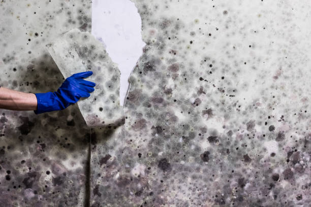 Best Mold Damage Repair  in Spencerville, MD