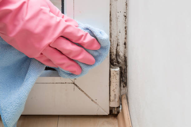 Mold Testing and Removal in Spencerville, MD